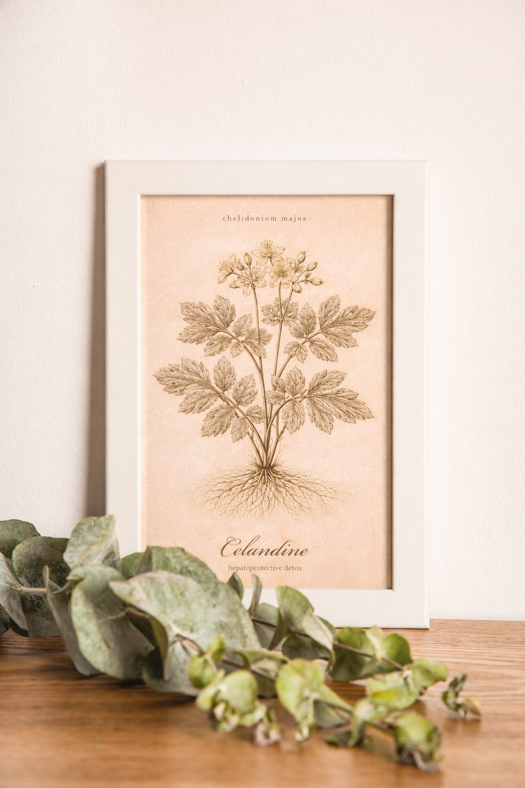 Vintage sepia wild herb botanical poster featuring Celandine (Chelidonium majus) on aged paper, with delicate plant detail and a simple herbarium reference layout.