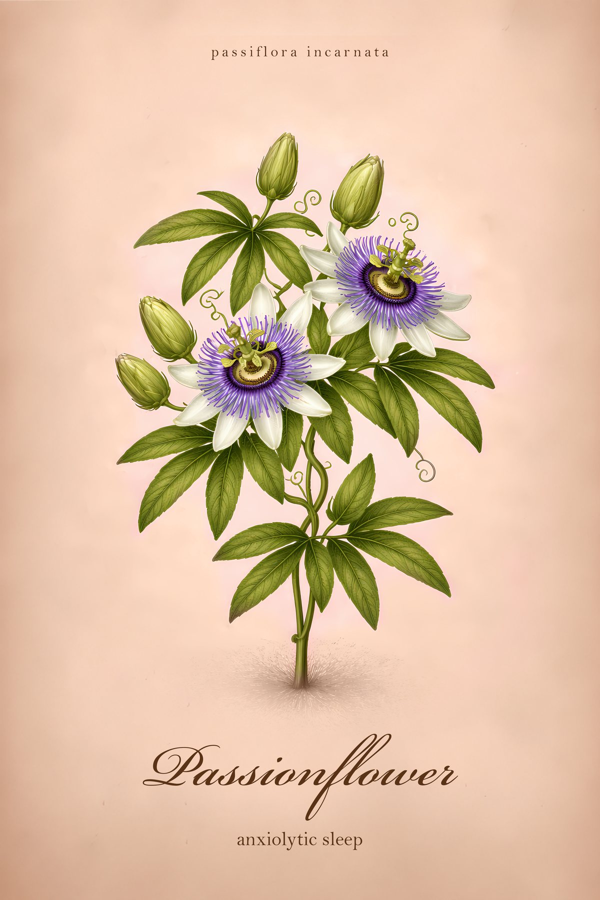 Passionflower Botanical Print, Medicinal Herb Wall Art, Vintage Colour Apothecary Poster
